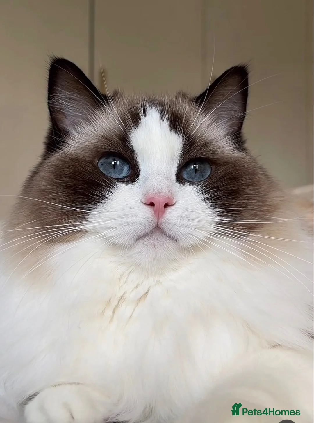 Ragdoll cats for sale: Ragdoll - Advert 1