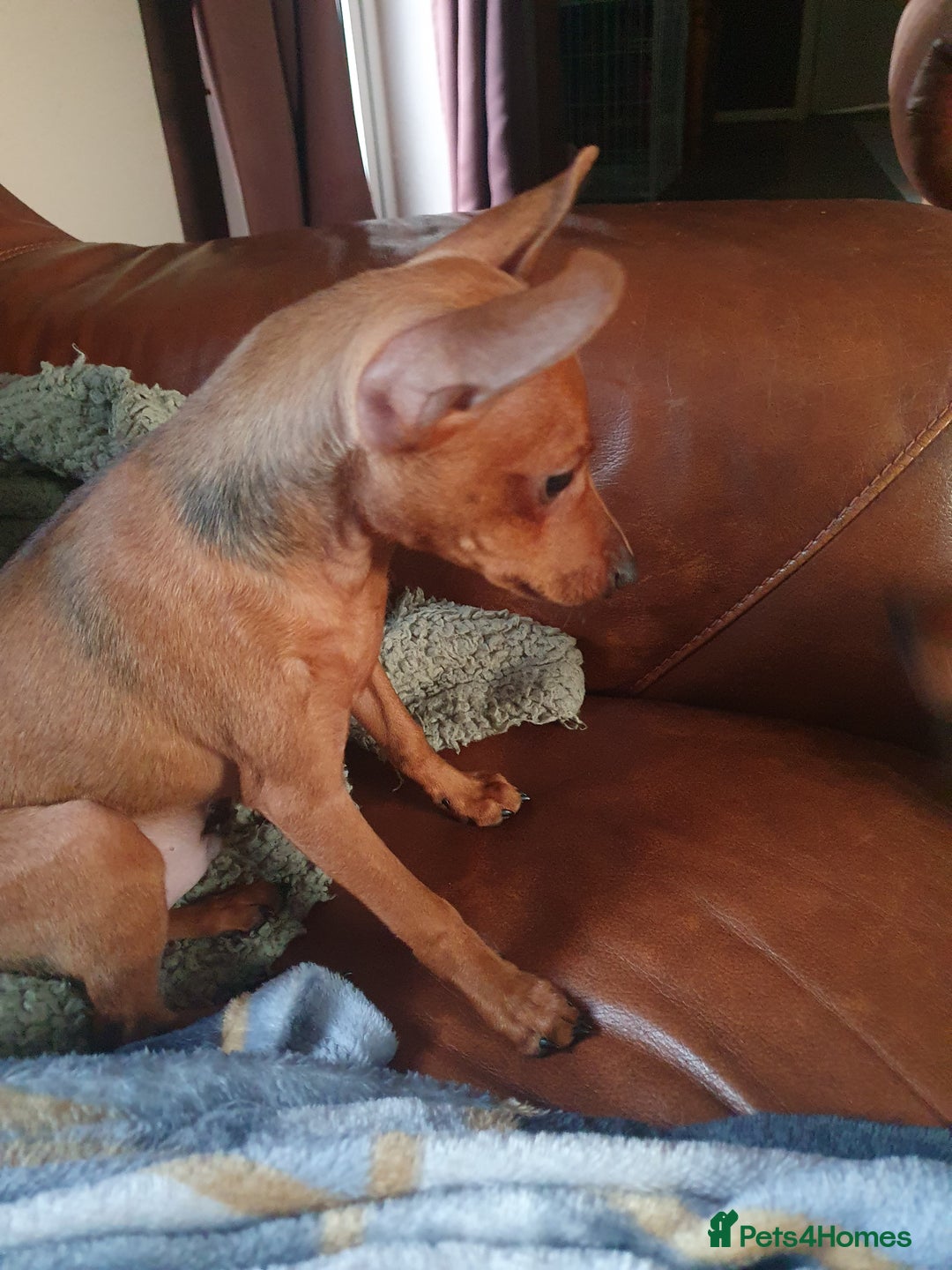 Miniature Pinscher dogs for sale: Miniature pinscher stag red boy  - Advert 9