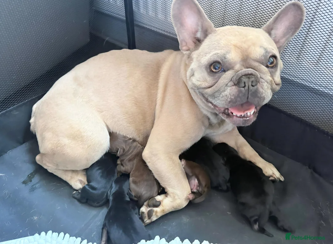 Mixed Breed dogs for sale: Male Cocker spaniel x frenchie, 11 months old - Advert 5