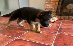 German Shepherd dogs for sale: 25 years experience  breeding German Shepherds - Image 37