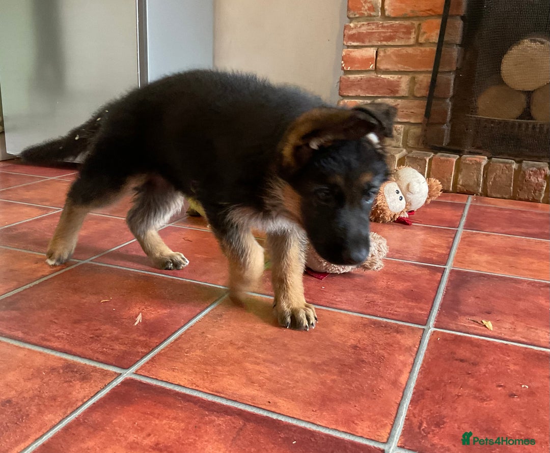 German Shepherd dogs for sale: 25 years experience  breeding German Shepherds - Image 37