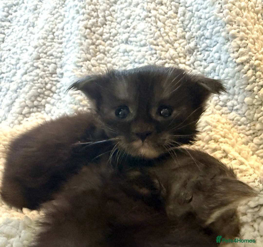 Maine Coon cats for sale: TICA registered russian poly and non poly kittens - Image 4