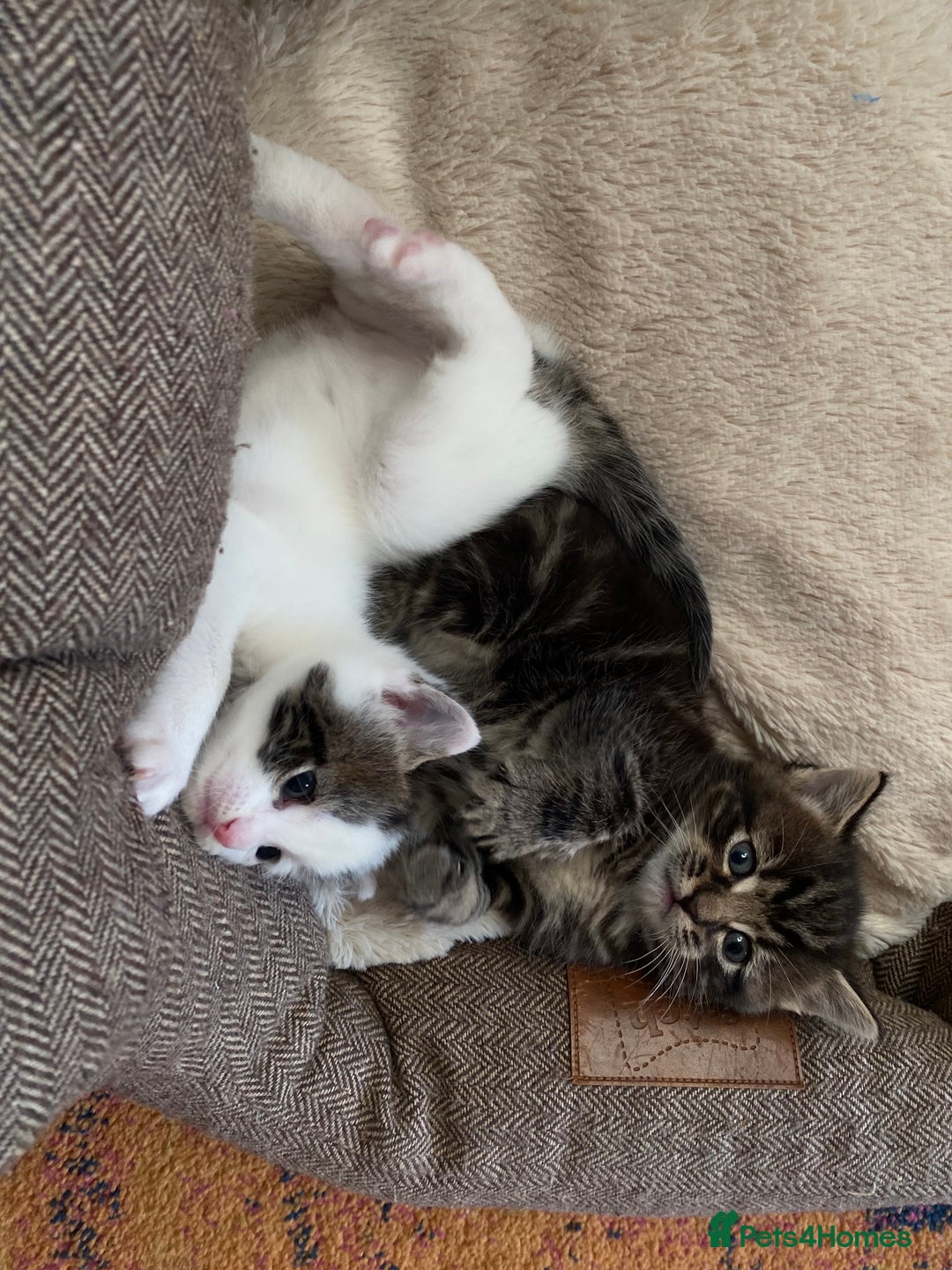 Mixed Breed cats for sale: Beautiful kitten male  - Advert 6