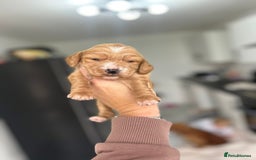 Cocker Spaniel dogs for sale: Cocker spaniels ( show type)  - Image 6