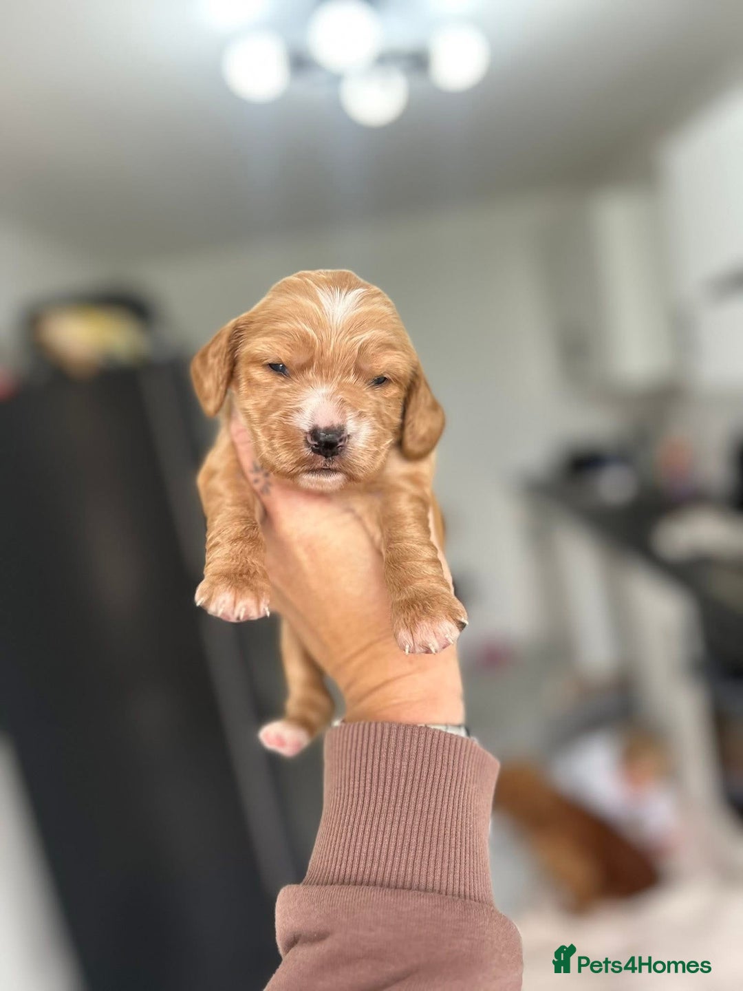 Cocker Spaniel dogs for sale: Cocker spaniels ( show type)  - Image 6