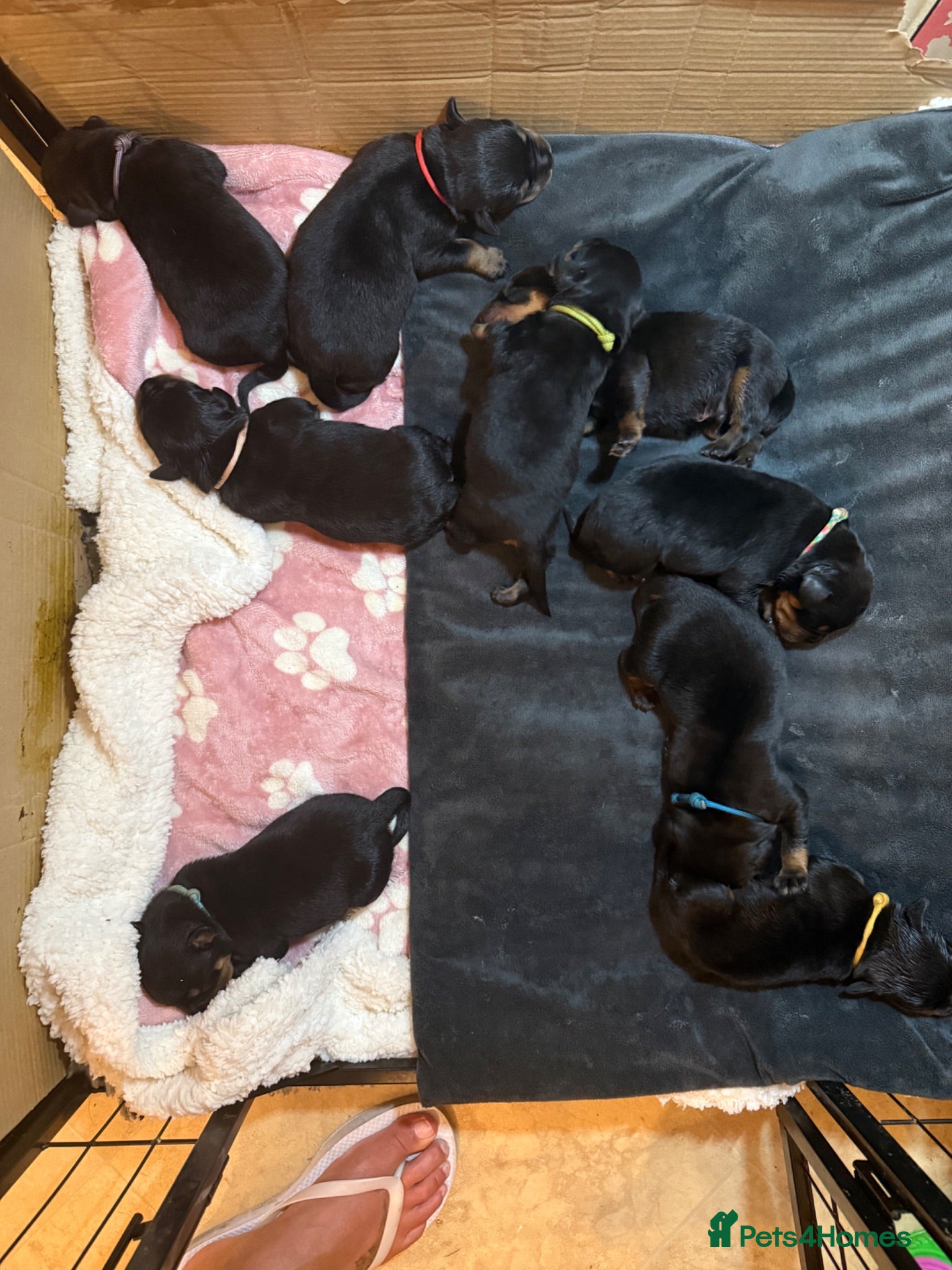 Rottweiler dogs German Lines Chunky Rottweiler Puppies - Advert 2