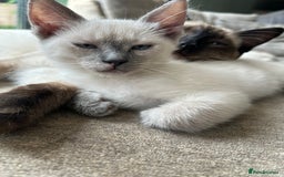 Ragamese cats for sale: Beautiful Ragamese kittens ❤️ - Image 11