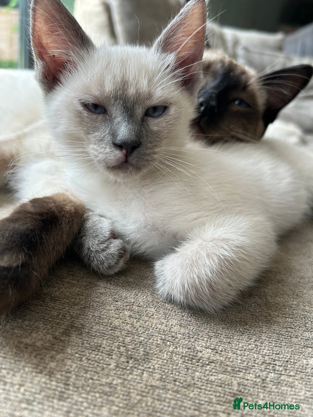 Ragamese cats for sale: Beautiful Ragamese kittens ❤️ - Image 11