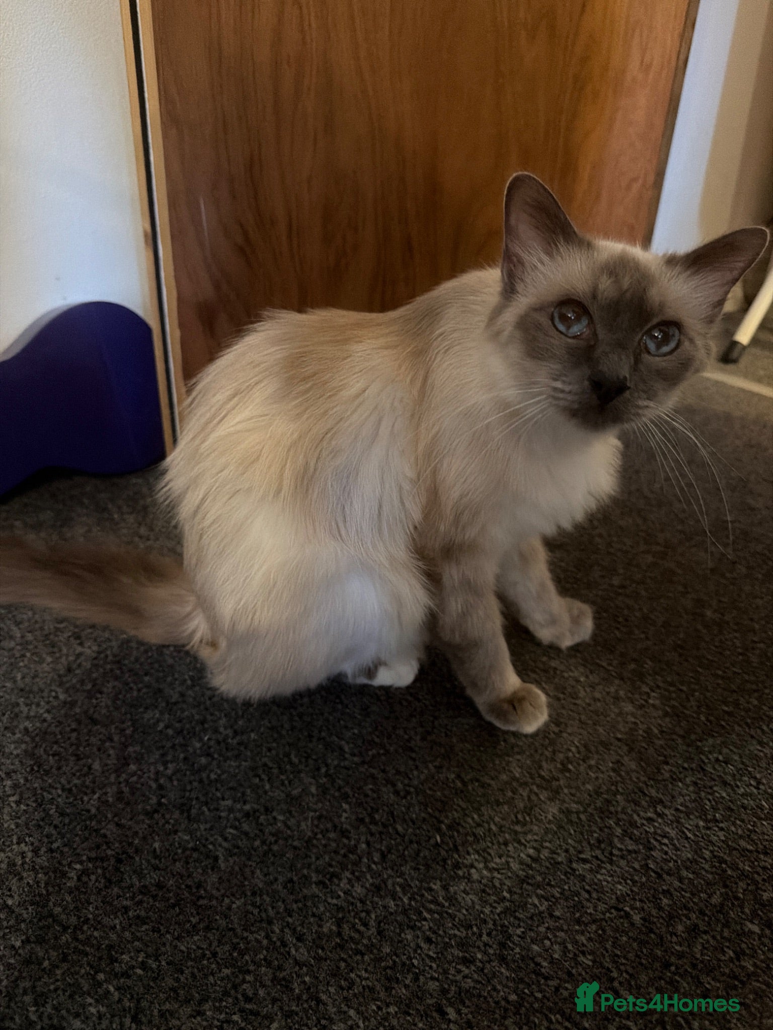 Birman cats Birman kittens  - Advert 1