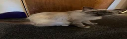 Birman cats for sale: Birman kittens  - Advert 1