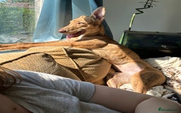 Mixed Breed dogs for sale: Bull greyhound/collie  - Image 5