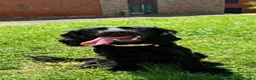 Cocker Spaniel dogs for sale: Nala / Female cocker-spaniel 7 month old for sale  in Brentwood - Advert 2