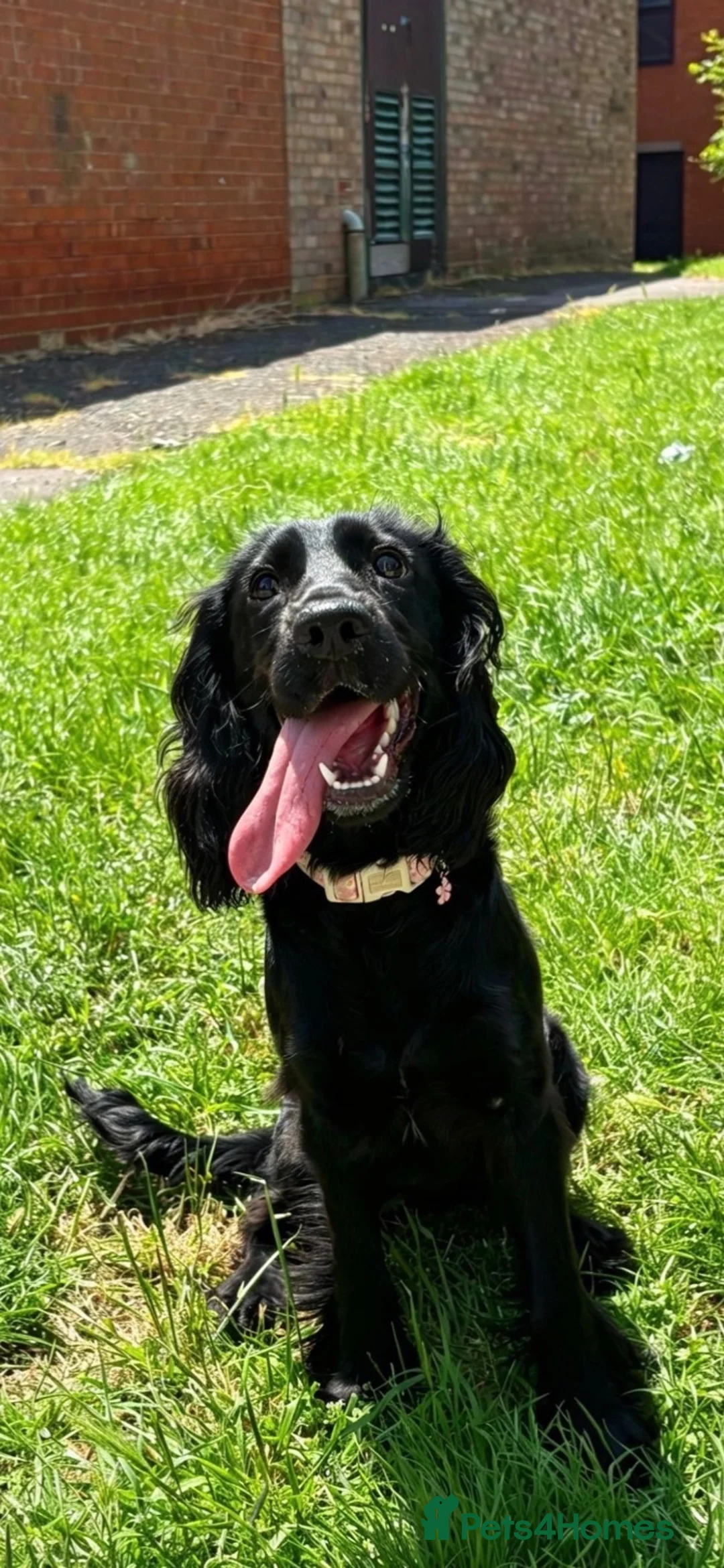 Cocker Spaniel dogs for sale: Nala / Female cocker-spaniel 7 month old for sale  in Brentwood - Advert 2