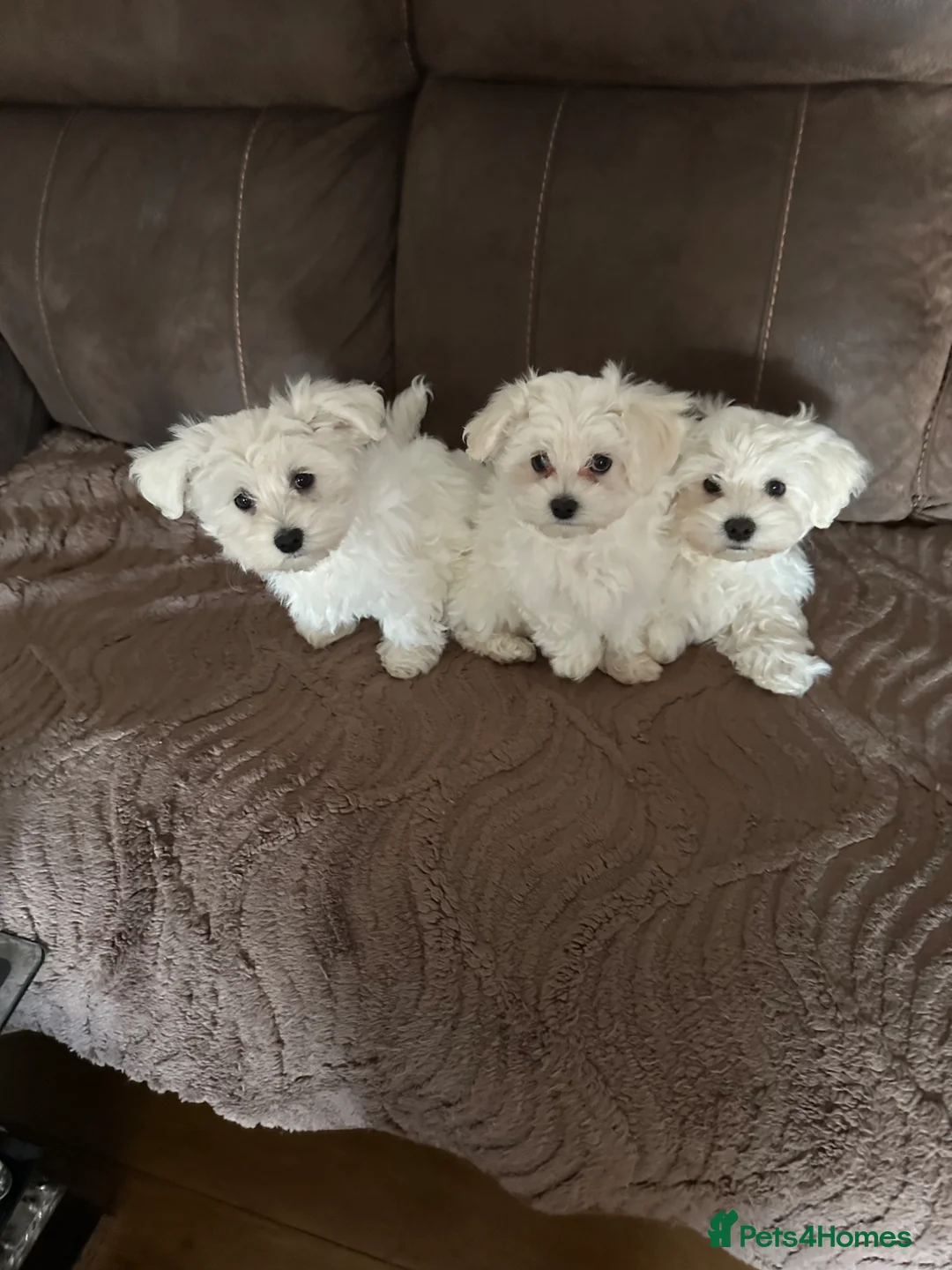 Maltese dogs for sale: Maltese puppies  - Advert 1