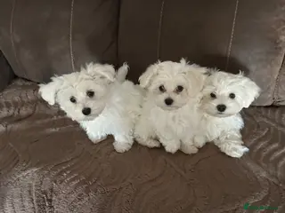 Maltese dogs Maltese puppies - Advert 1