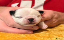 Jug dogs for sale: Amazing Jug Puppies - Image 8