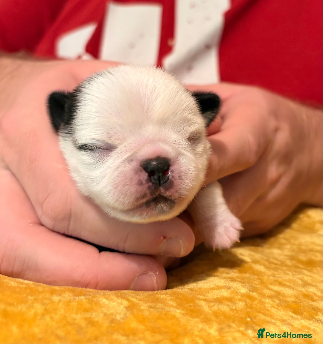 Jug dogs for sale: Amazing Jug Puppies - Image 8