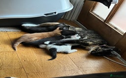 Domestic Shorthair cats for sale: Beautiful Kittens For Sale!! - Image 4