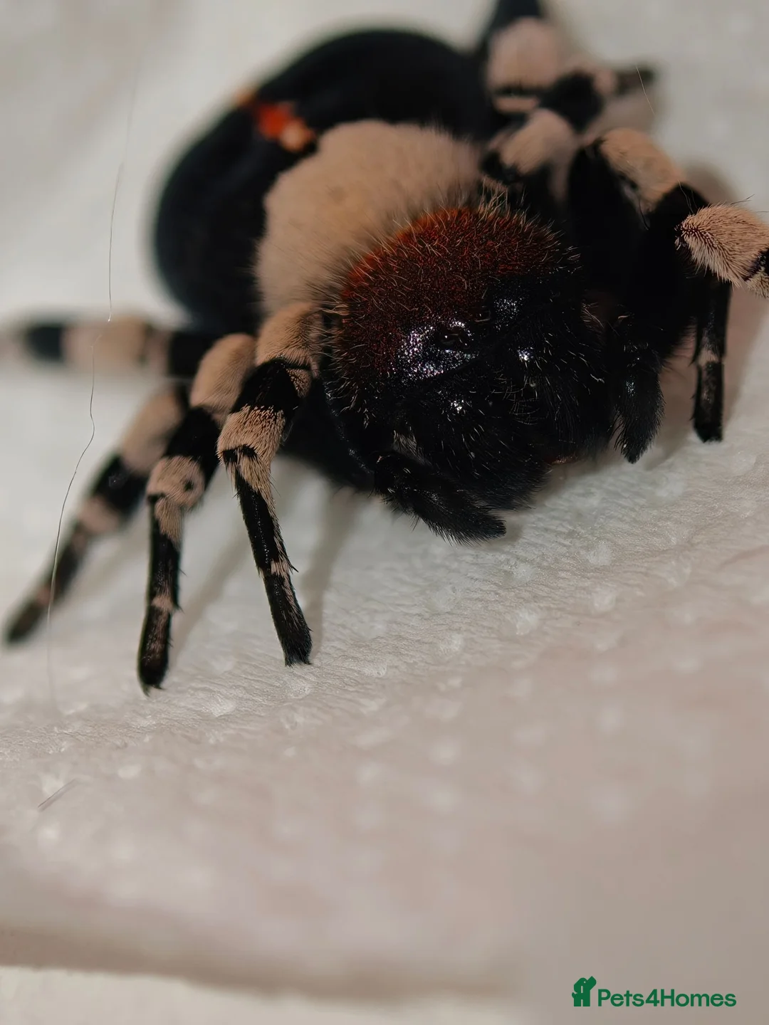 Spiders invertebrates for sale: Velvet spider -Eresus guerini  - Advert 2