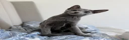 Russian Blue cats for sale: Russian Blue 6 month kitten  - Advert 2