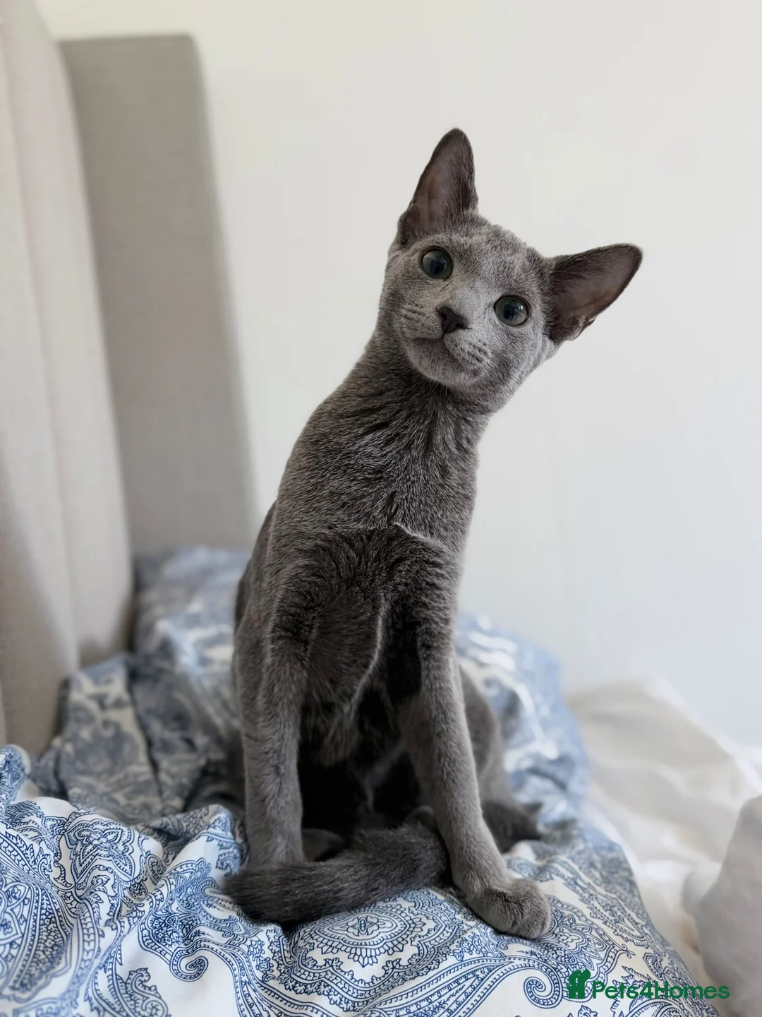 Russian Blue cats for sale: Russian Blue 6 month kitten  - Advert 2