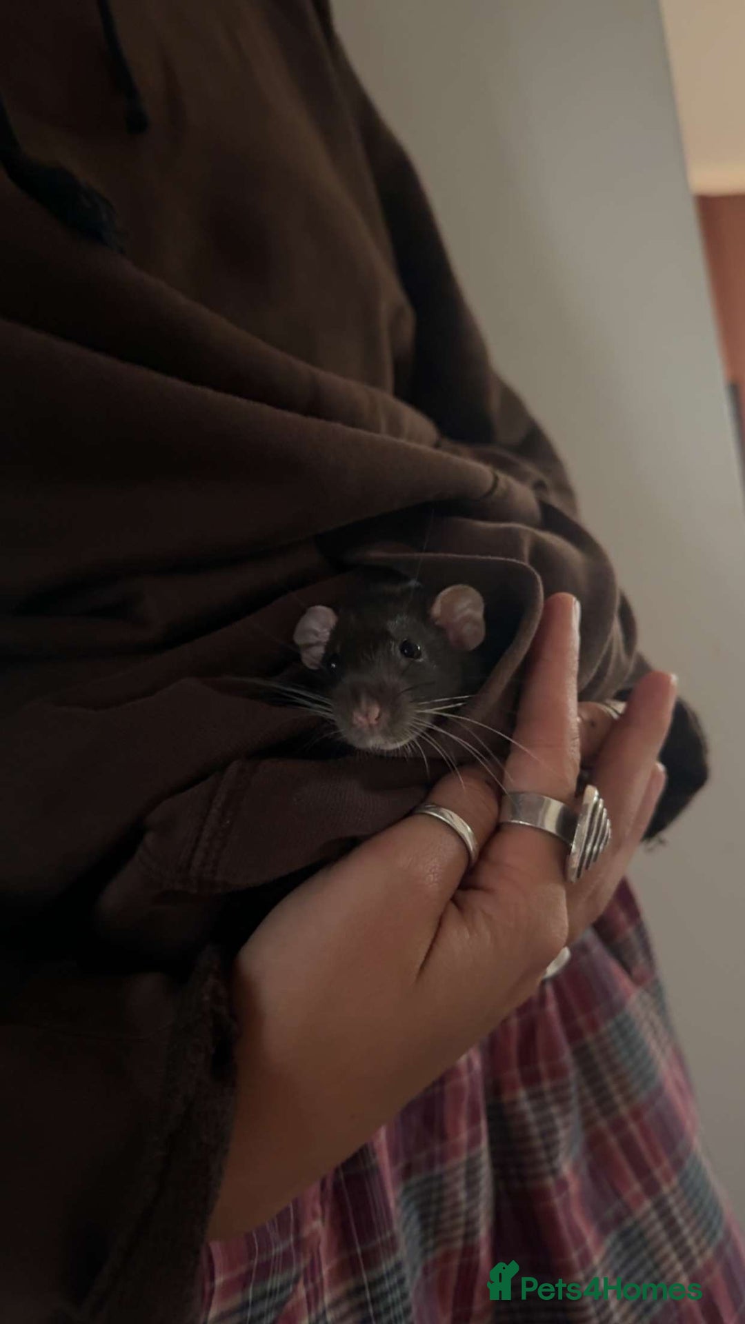 Rat rodents for sale: 2 male rats, friendly  - Image 1