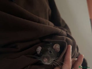 Rat rodents - Advert 6