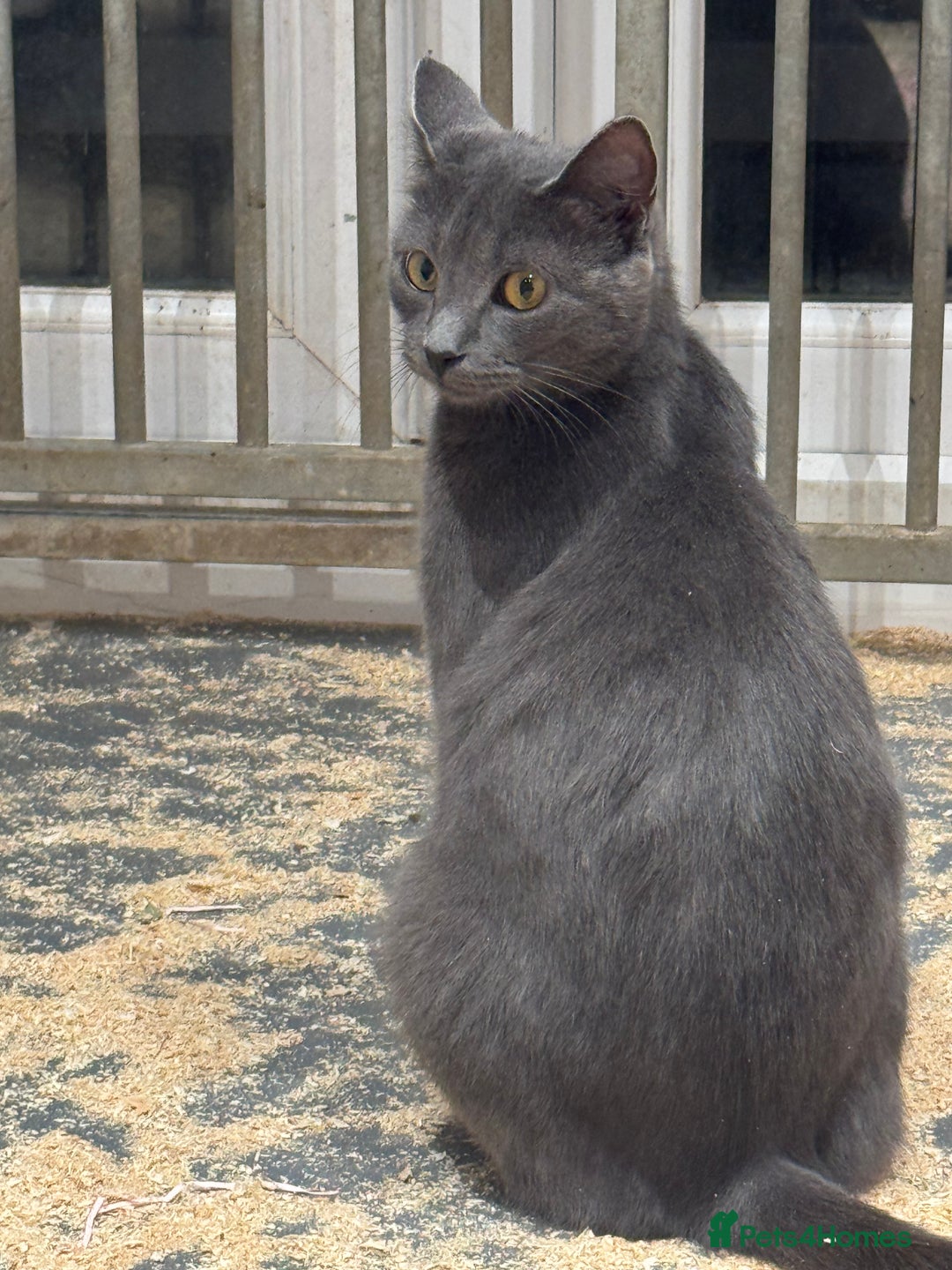 Mixed Breed cats for sale: 5 lovely kittens for sale  - Image 15