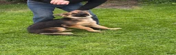 German Shepherd dogs for sale: 5 month old German Shepherd  - Advert 3