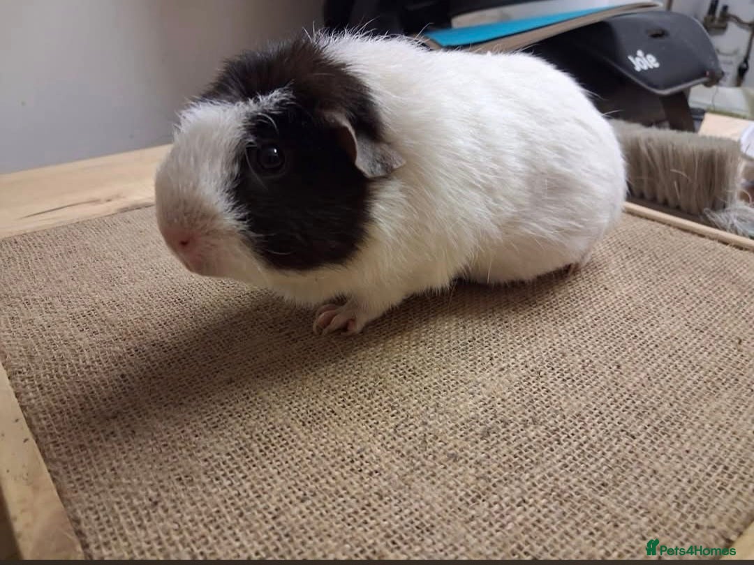 Guinea Pig rodents Boars (males) available for rehoming - Advert 1