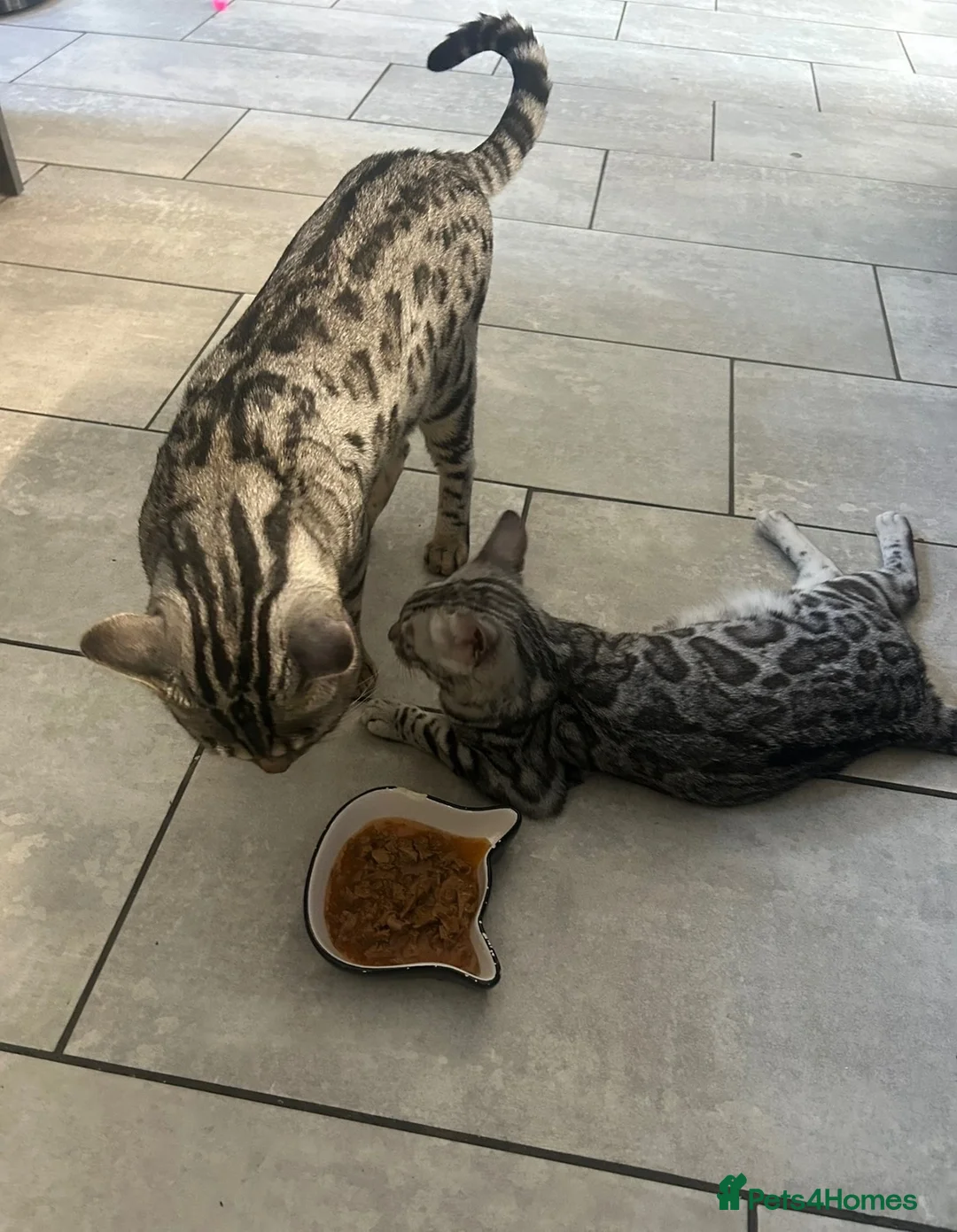 Bengal cats for sale: Beautiful Pedigree Silver Bengals - Advert 14