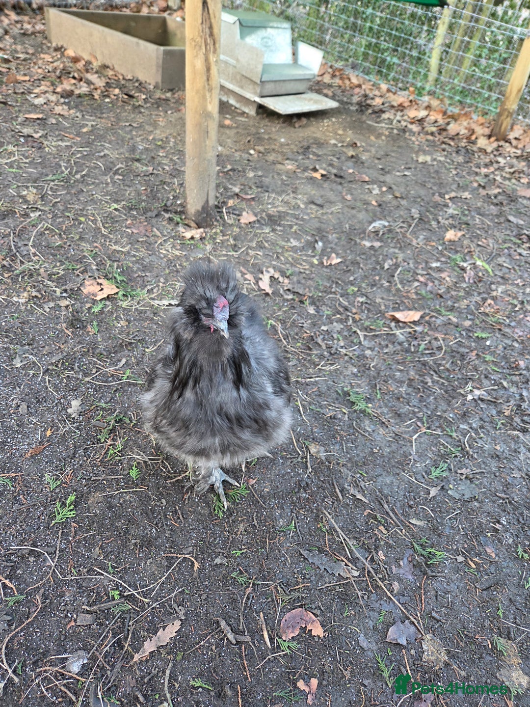 Chickens poultry for sale: Silkie rooster and hen  - Advert 6