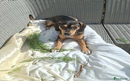 Mixed Breed dogs for adoption: Freya -20 months old, Hound Mix Girl - Image 10