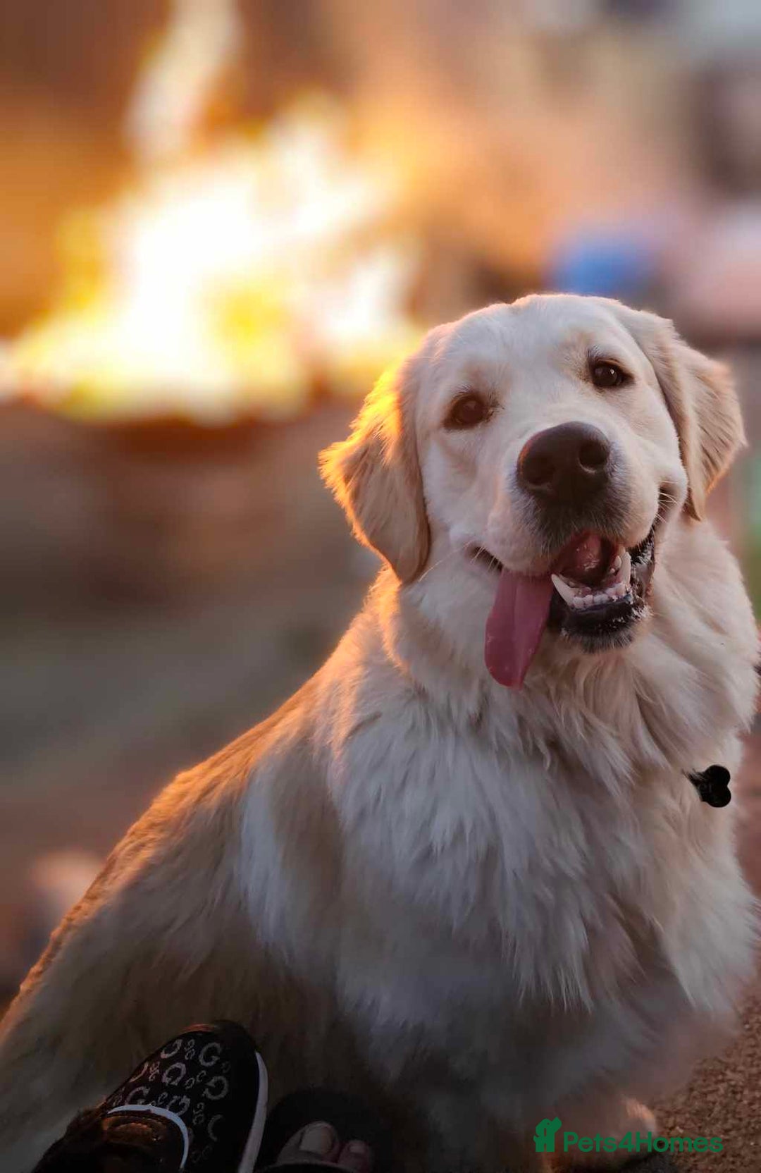 Golden Retriever Rescue Dog Rescue North West Golden Dog Golden