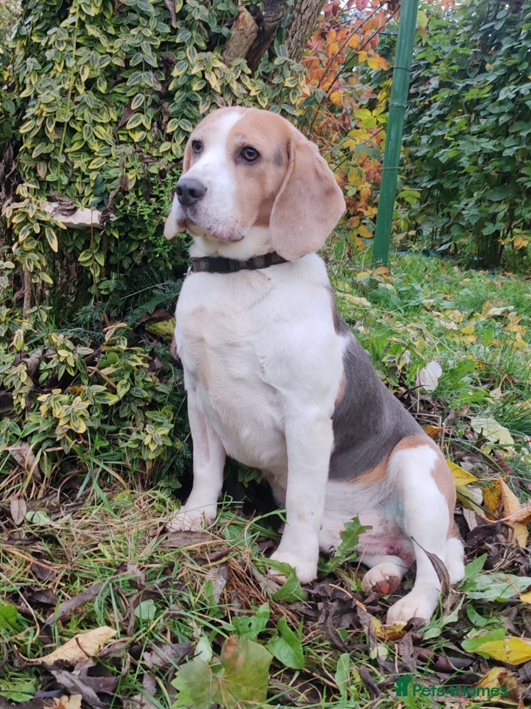 Beagle dogs for adoption: Charlie - the Beagle - Image 5