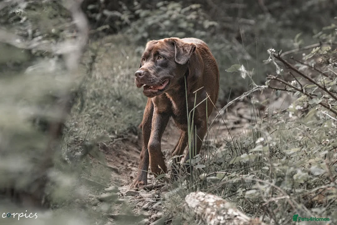 Labrador Retriever dogs for stud: proven health tested chocolate Labrador for stud in Abertillery - Advert 6