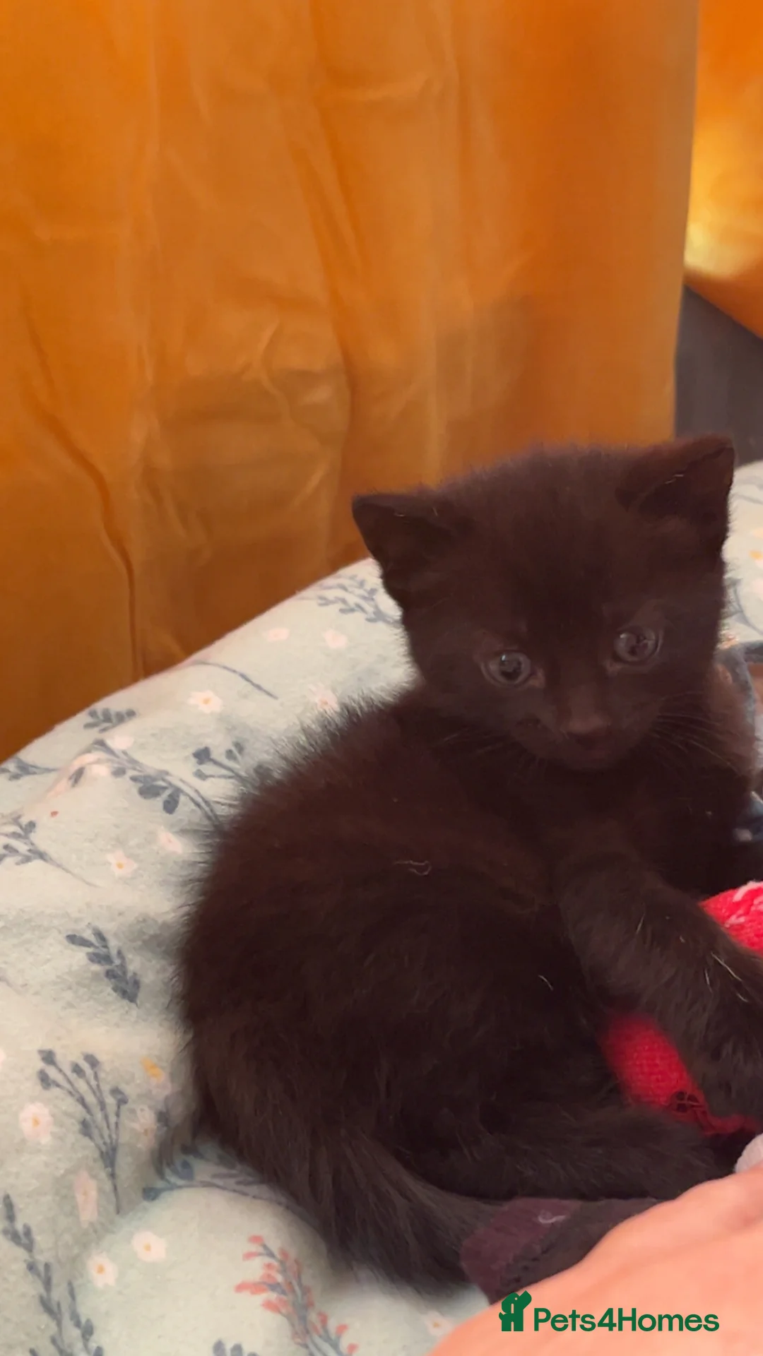 Mixed Breed cats for sale: 7 week old kittens for sale  - Advert 5