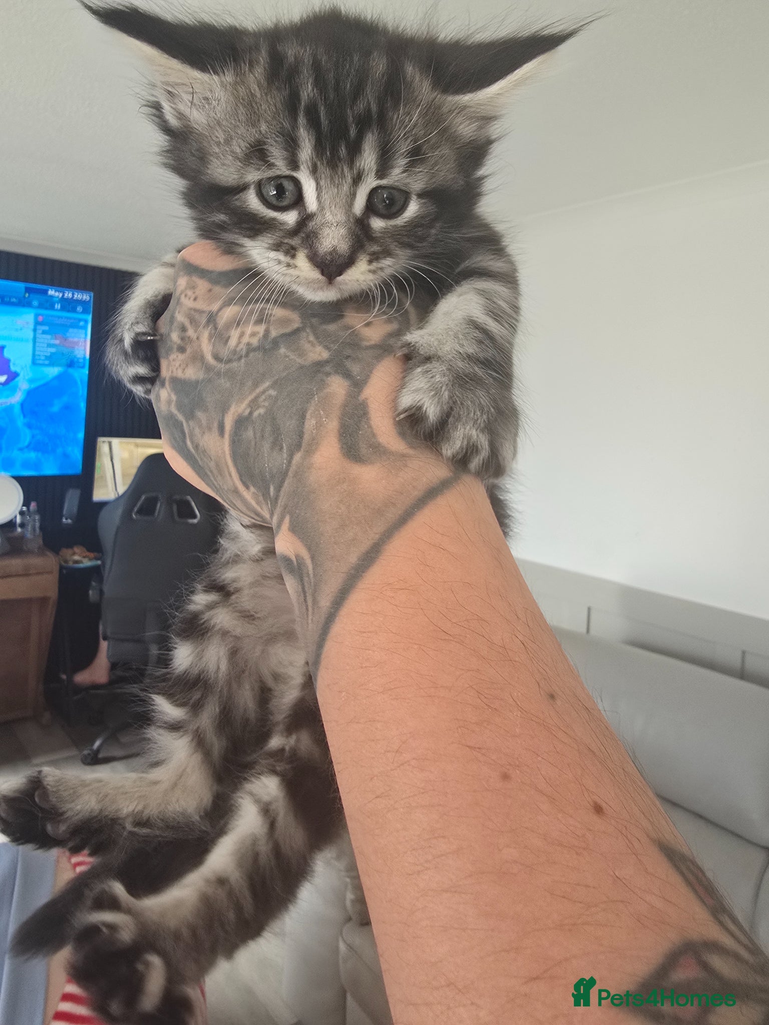 Maine Coon cats for sale: 3/4 Mainecoon Kittens in Pontypridd - Advert 10