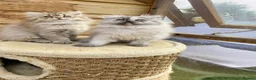 Persian cats for sale: BEAUTIFUL DOLL FACE FULL PERSIAN LONG HAIR KITTEN - Advert 5