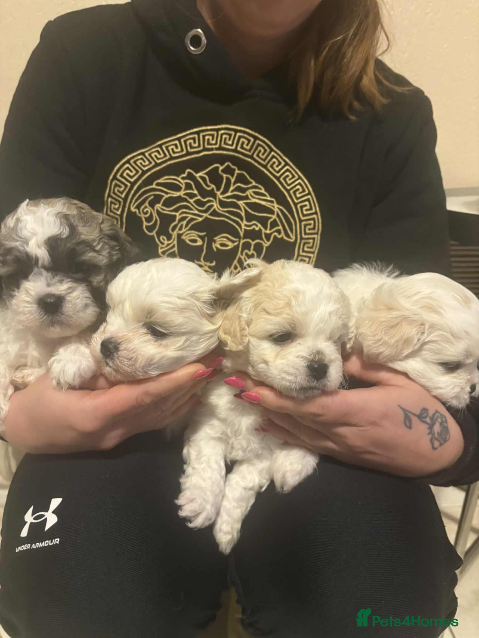 Shihpoo dogs Beautiful teddy bears 🧸  - Advert 9