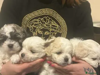 Shihpoo dogs Beautiful teddy bears 🧸 - Advert 9
