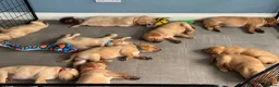 Labrador Retriever dogs for sale: Fully health tested parents KC Boys available 💛🧡 - Advert 10