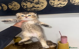 British Shorthair cats for sale: British rainbow shorthair kittens - Image 4