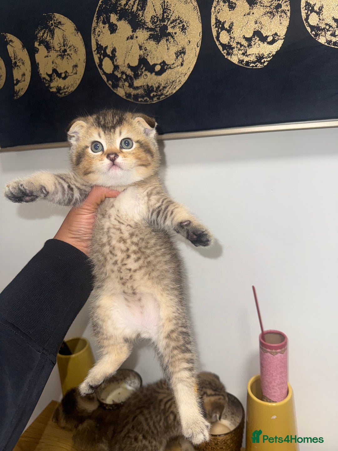 British Shorthair cats for sale: British rainbow shorthair kittens - Image 4