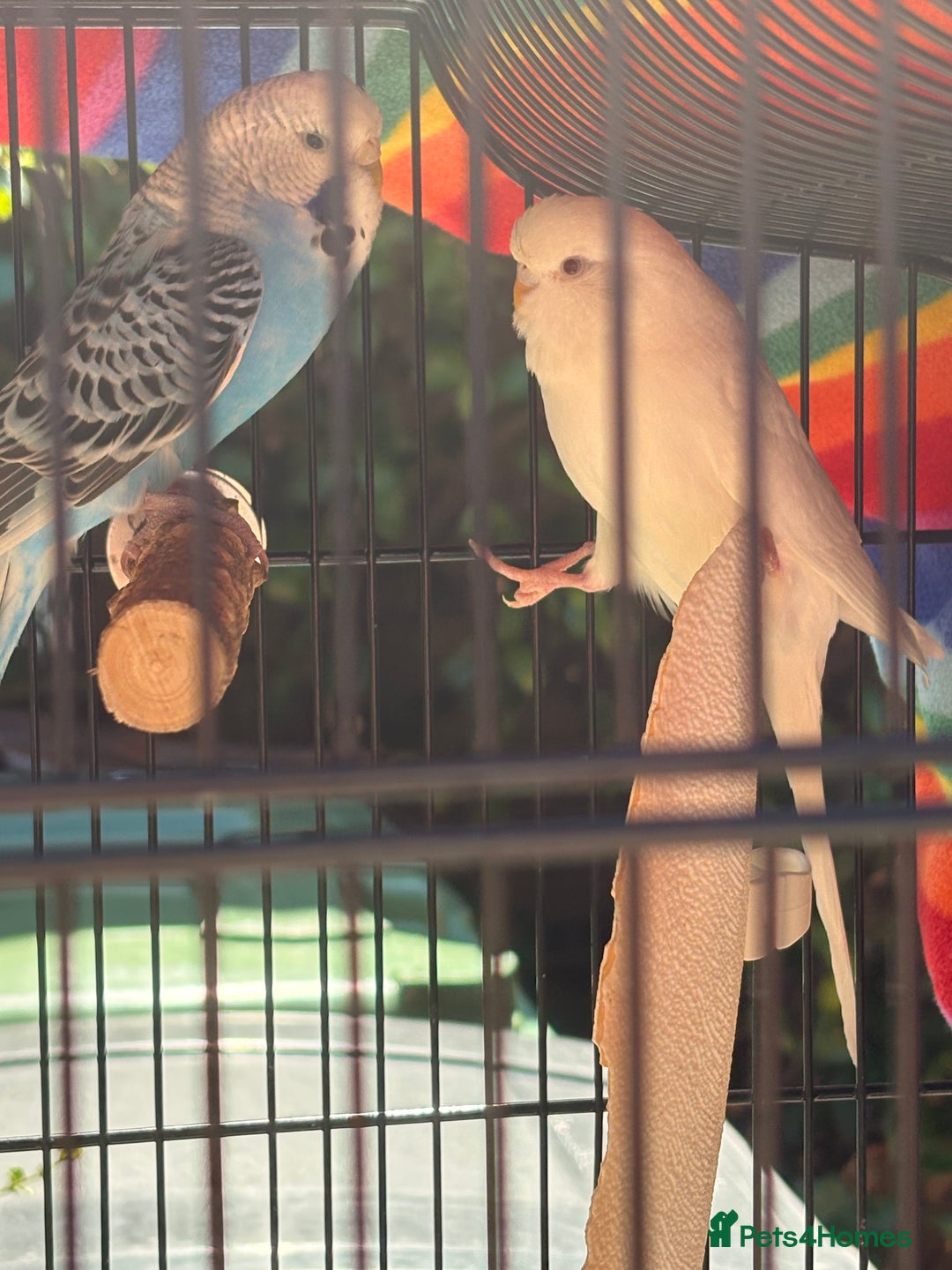 Budgerigars birds for sale: 2 Bugies for sale - Advert 1