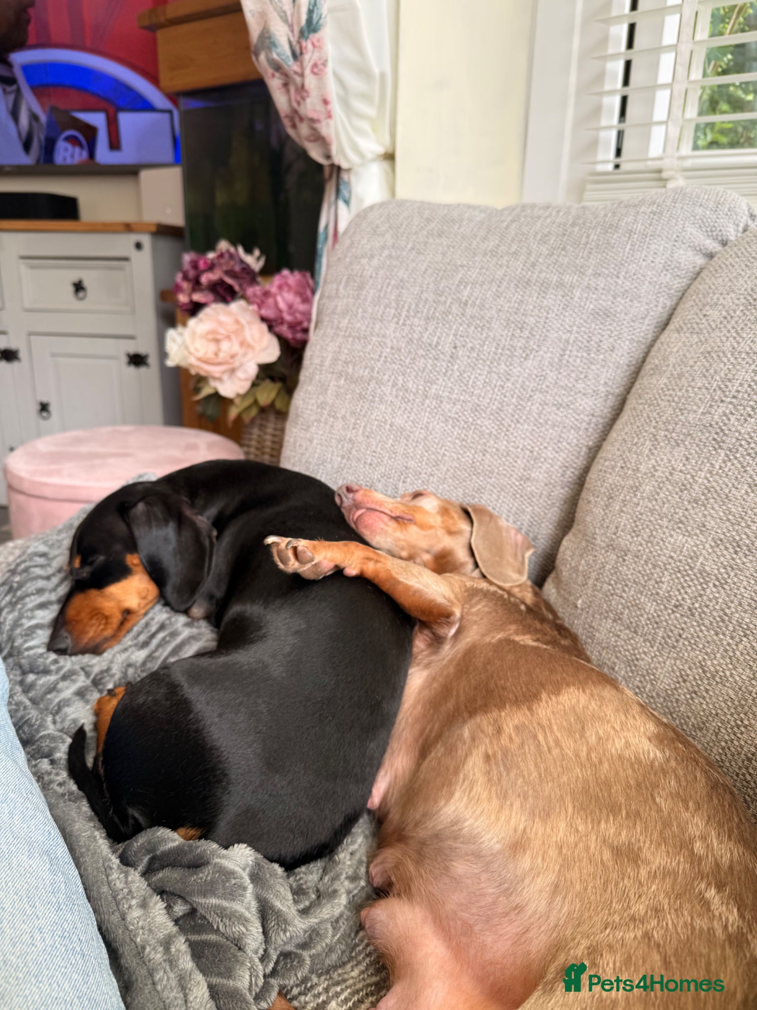 Dachshund dogs Last little mini dachshund girl  - Advert 6