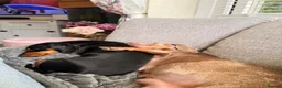 Dachshund dogs for sale: Last little mini dachshund girl  - Advert 1