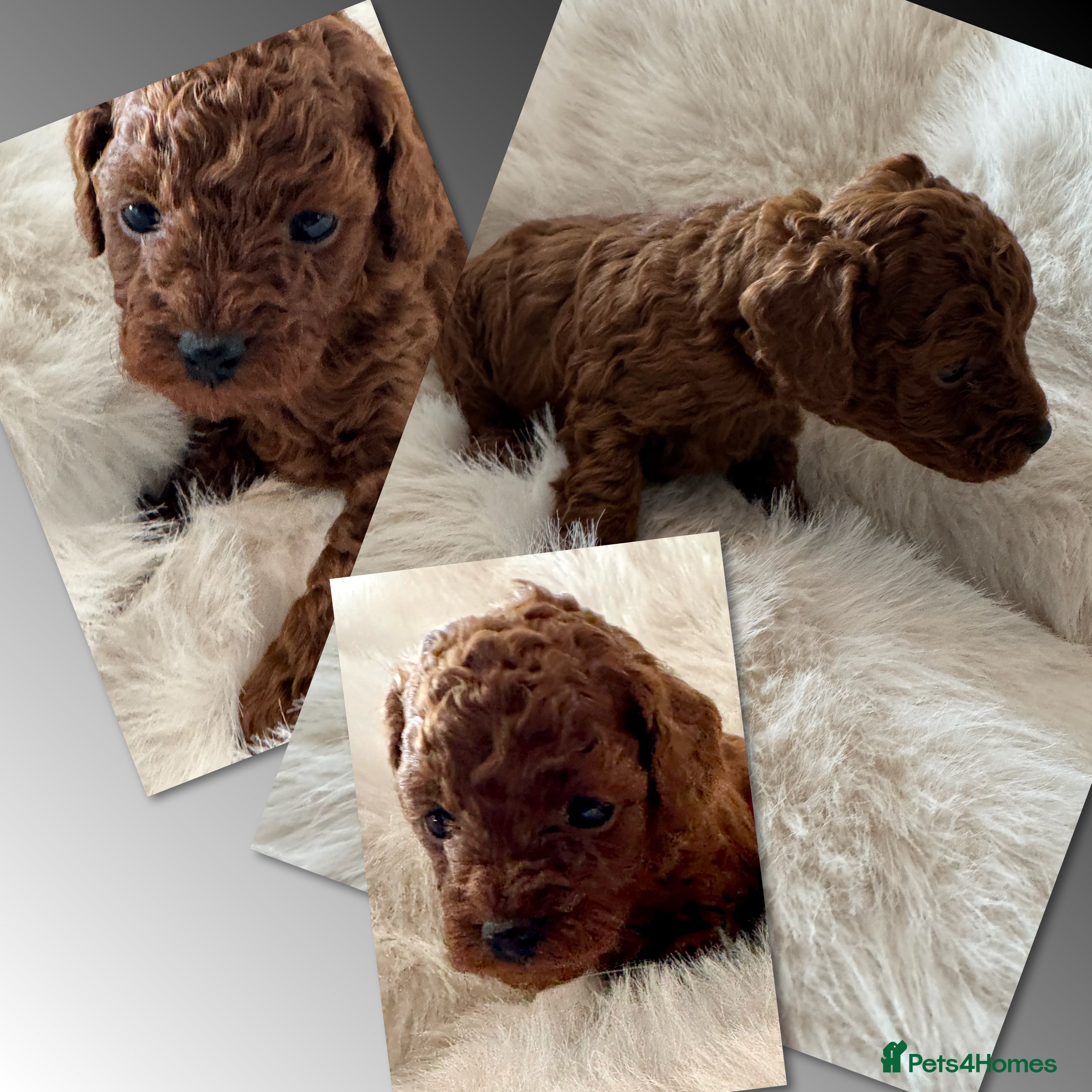 Toy Poodle dogs for sale: Asian Poodle Puppies WAITING LIST OPEN - Advert 32