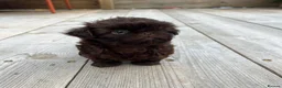 Shih Tzu dogs for sale: KC true chocolate imperial Shihtzu puppies  - Advert 20
