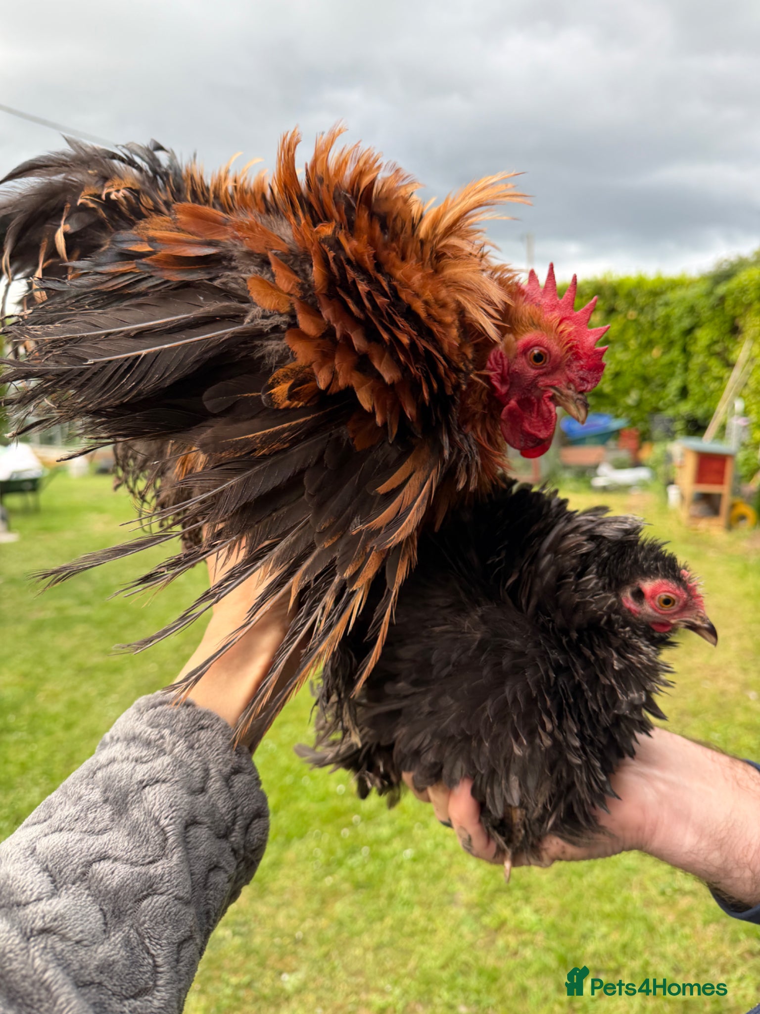 Chickens poultry Rare Frizzle Pekin Bantam Pair - Advert 5